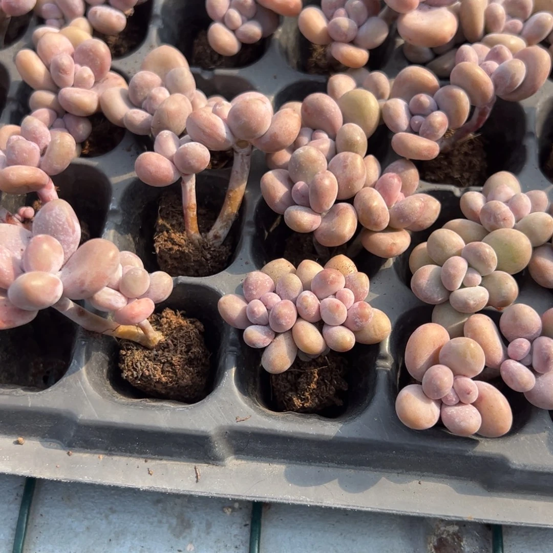 双头带杆小奶酪到手两颗 大小3cm 量拍多肉