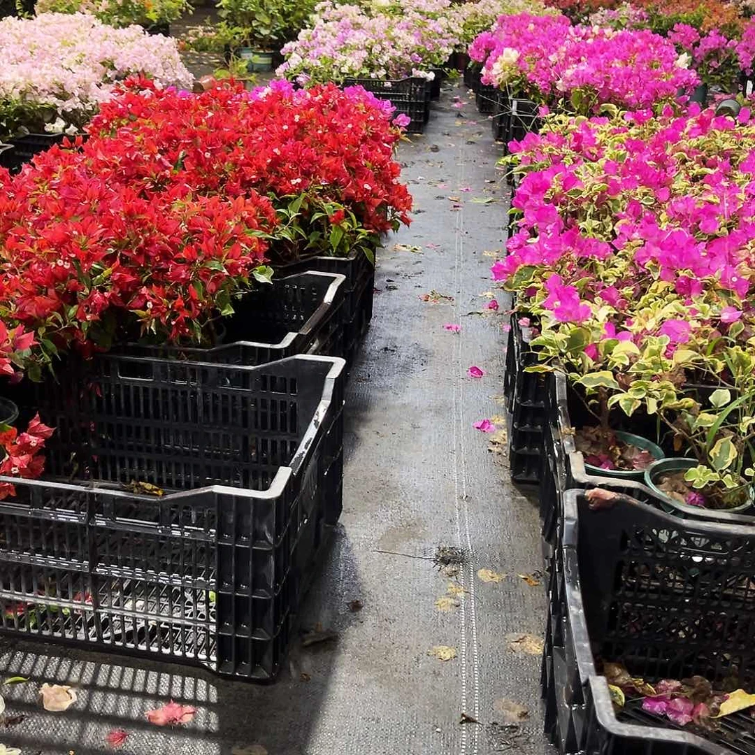 大部分花苞少量开放随机掌中宝一颗