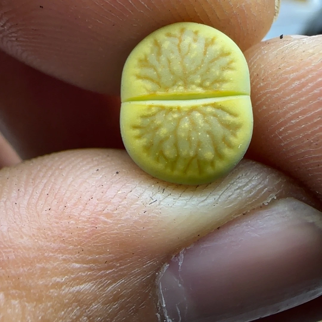 002 生石花大棚直播