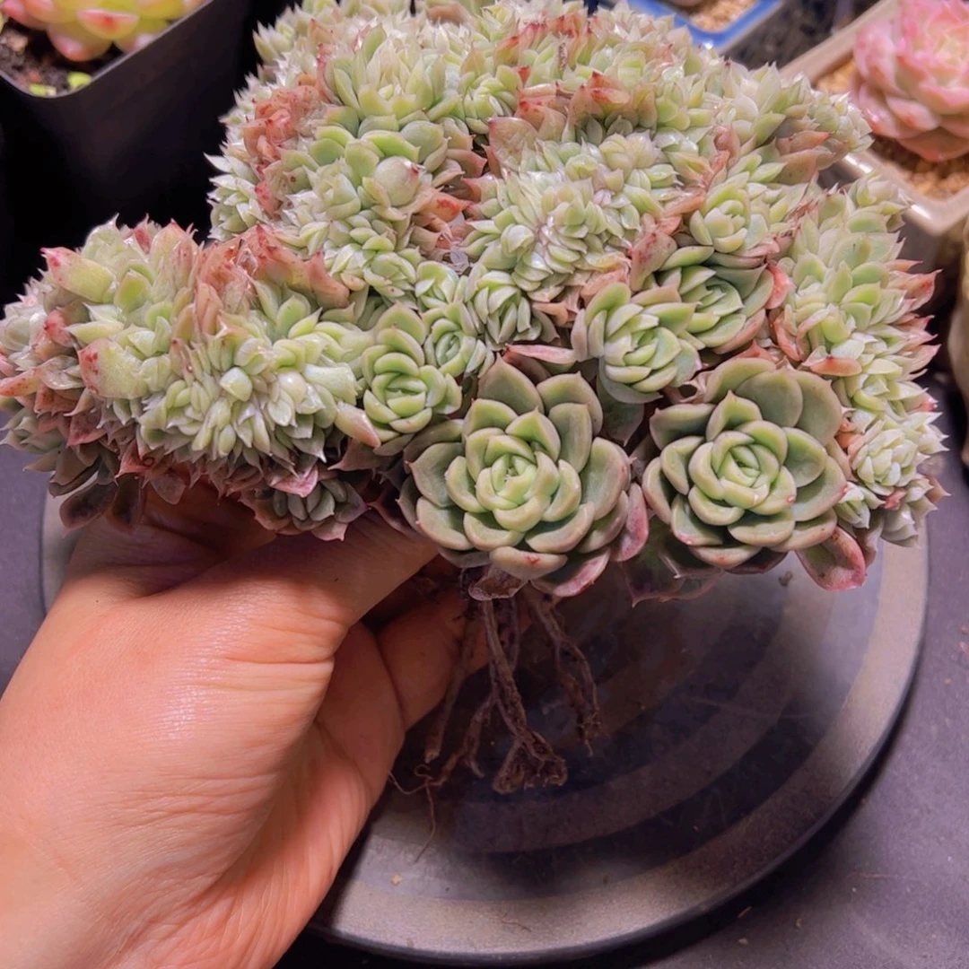 心**飞珍妮，多肉植物，