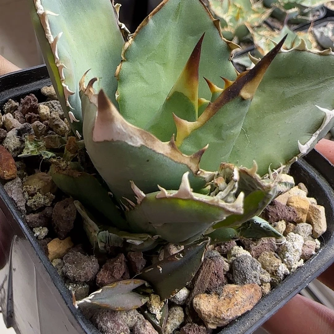 零下拍保温籽播2号1111111111111