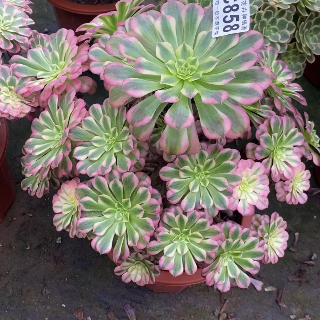 858祝融福利一棵，