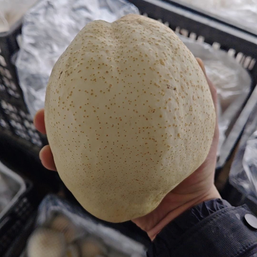 酥梨超大果一箱四个，单个1.7斤以上，包邮