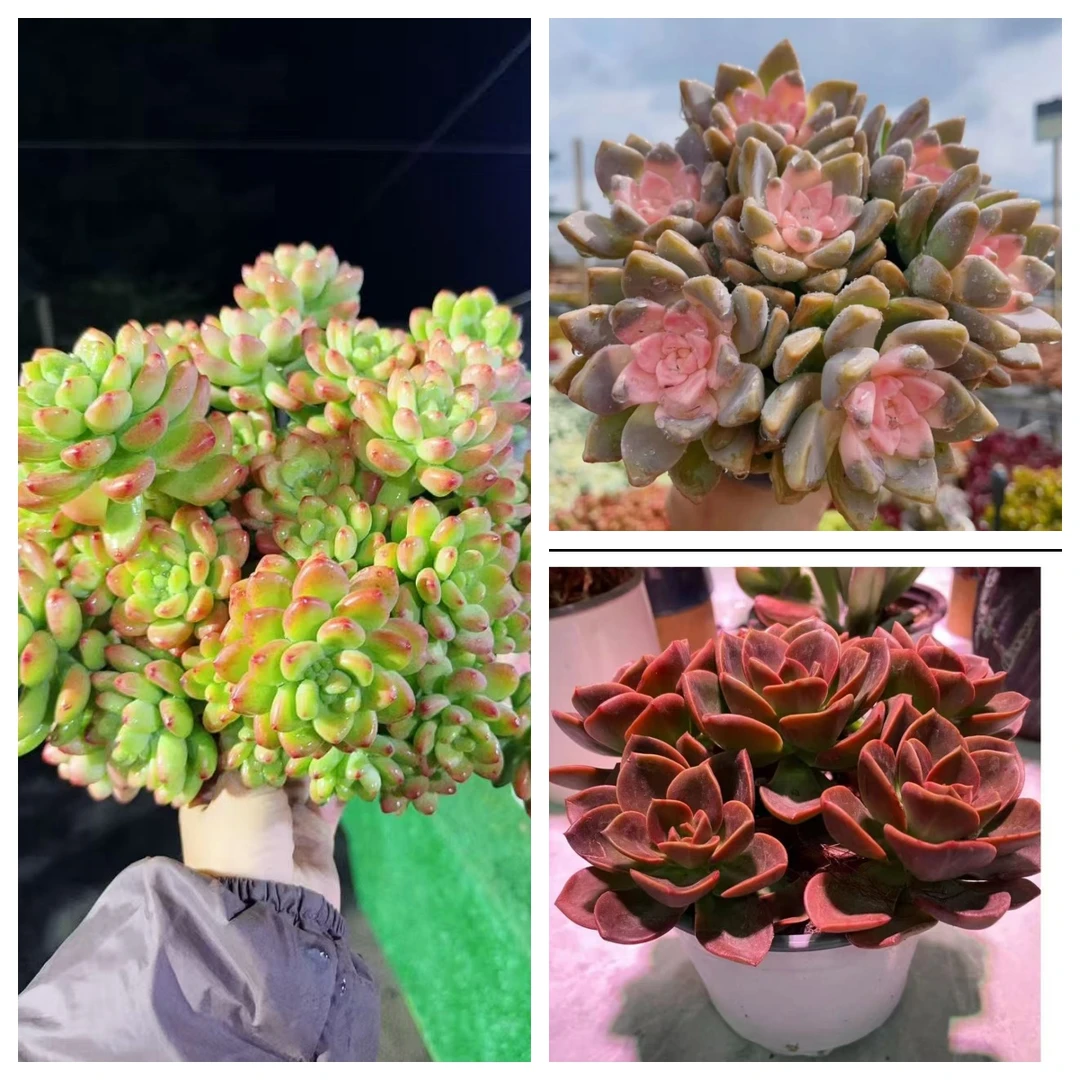 XP香格里拉+樱花+红酒玫瑰  多肉植物 带盆带土载好种好 好养耐活