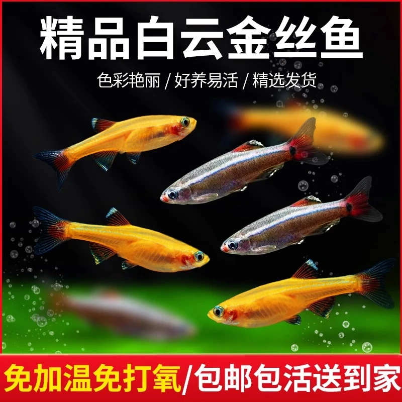冷水鱼白云金丝鱼不加温观赏鱼斑马鱼小型鱼原生鱼灯科鱼好养耐活