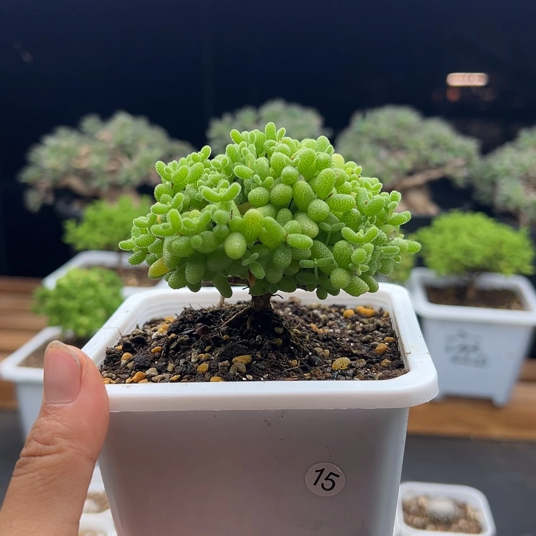 15号金桔糖球6.24多肉