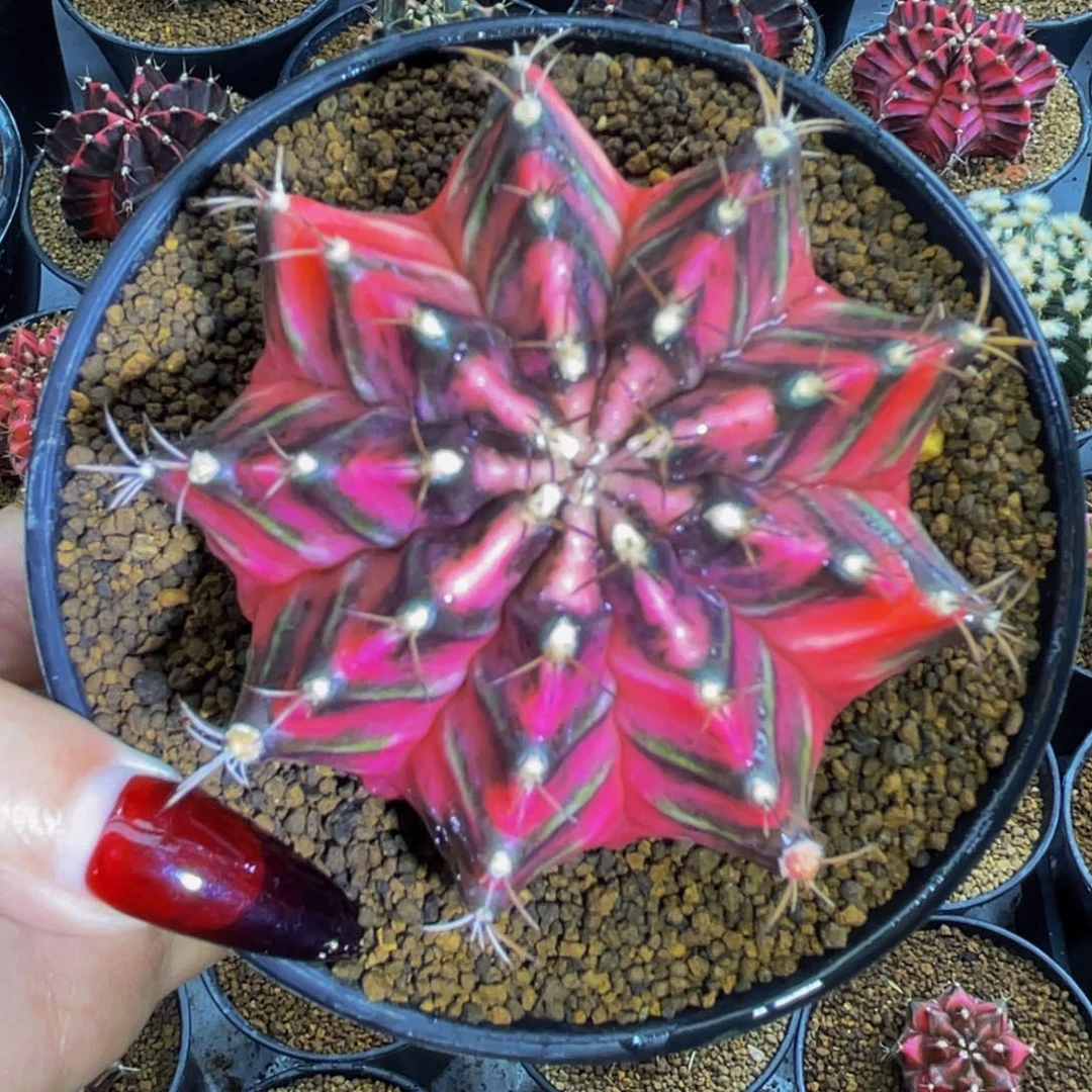 米哈星球000000000000000058