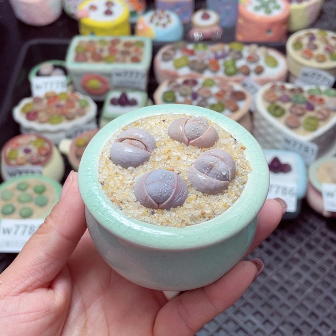 w7789 -零下地区拍保温箱-15支持寄养