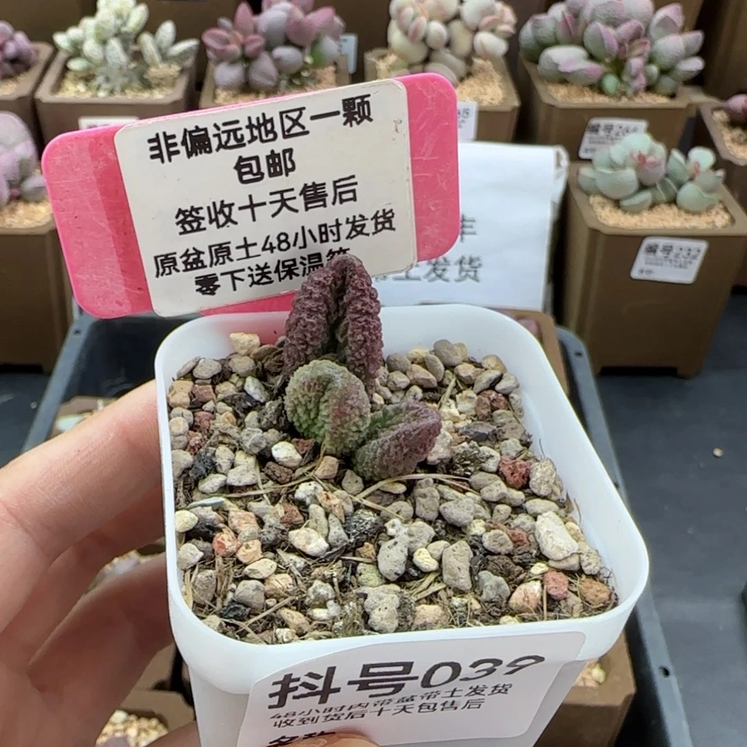 香*039赫尔摩斯多肉
