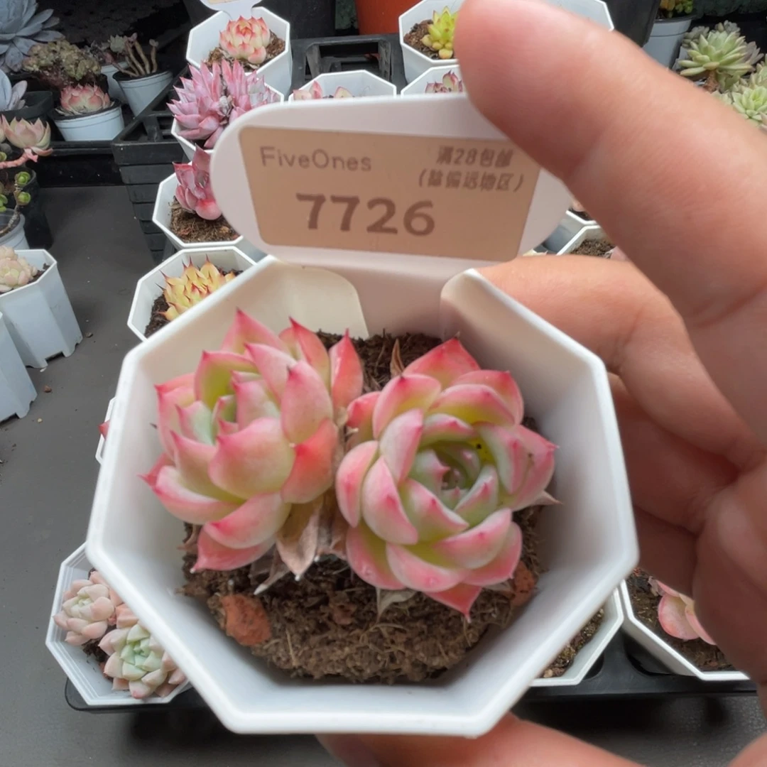 7726橘子冰4.5厘米