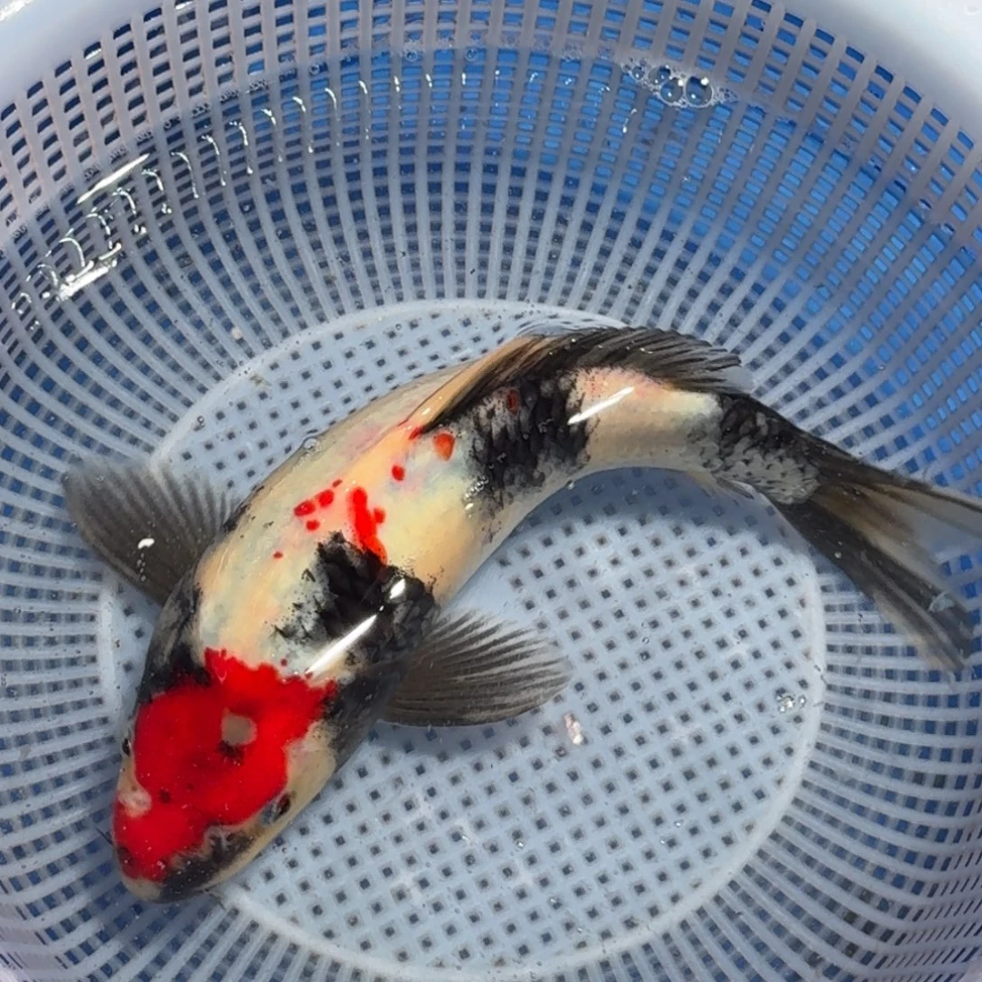 锦鲤精品甄选血统锦鲤