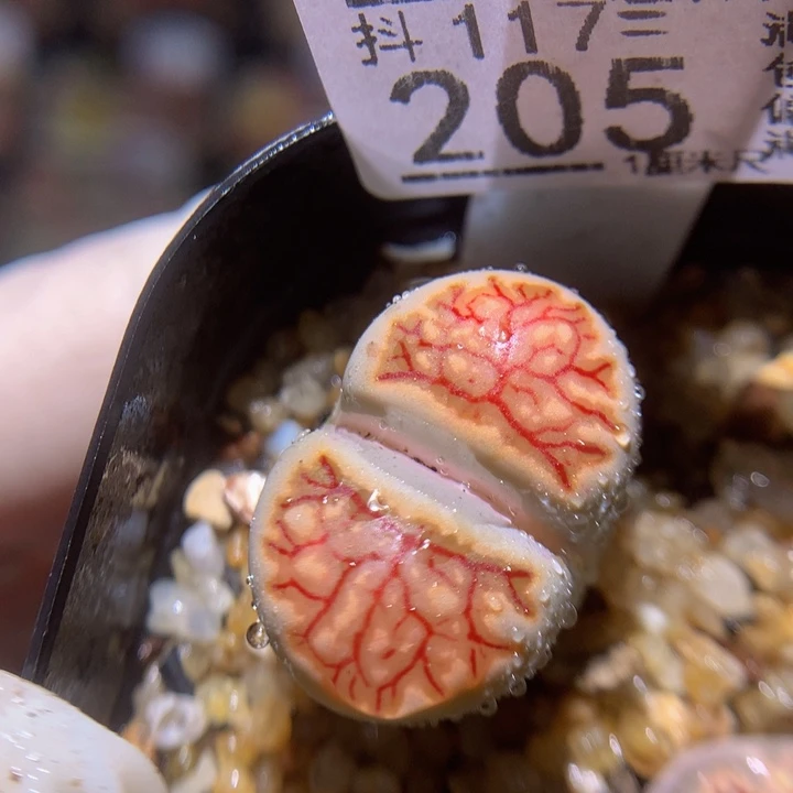 精品生石花117.205