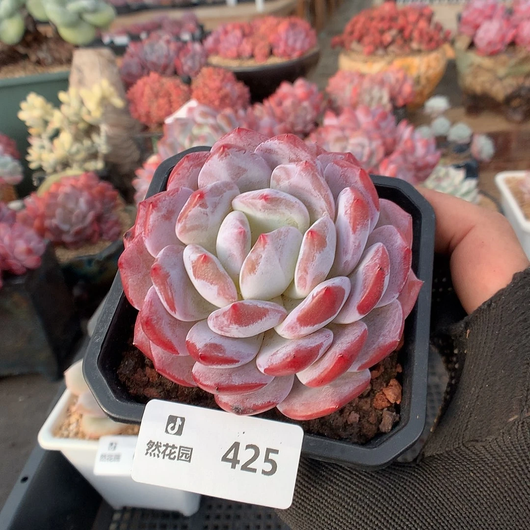 425钻石橙多肉植物6666