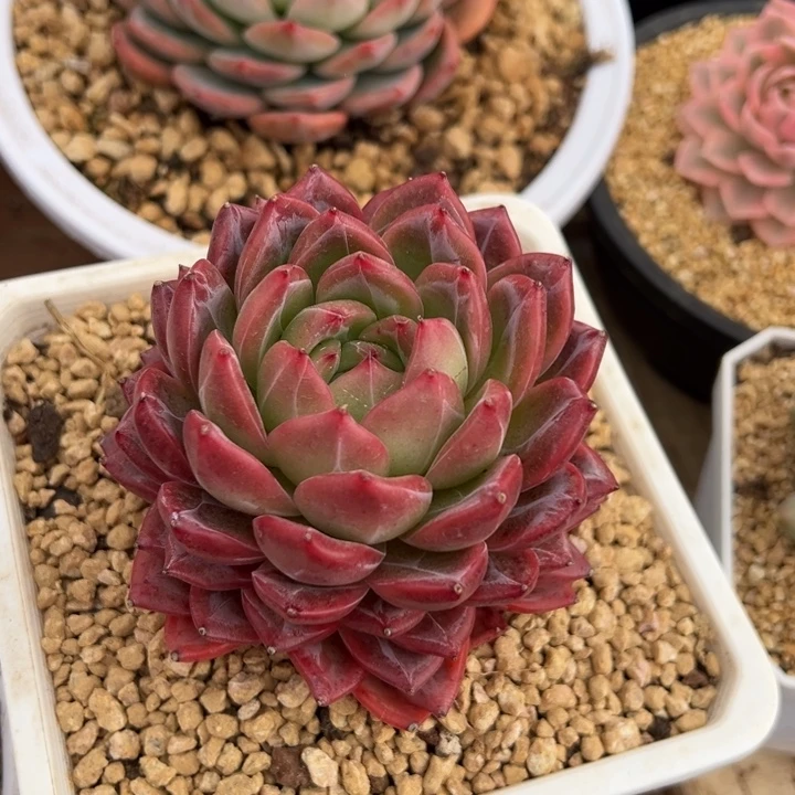 红鸾 单头 夏鸣园艺