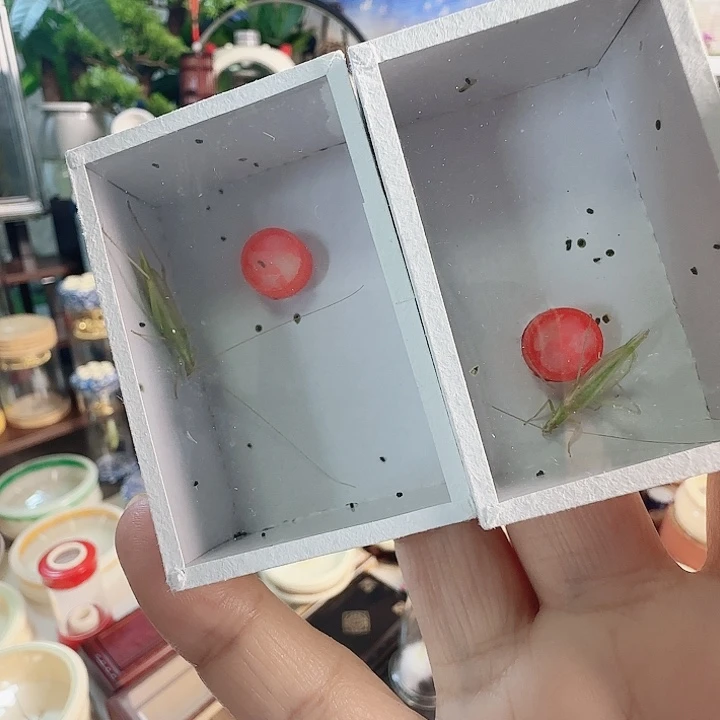 青竹2只啊啊啊啊啊