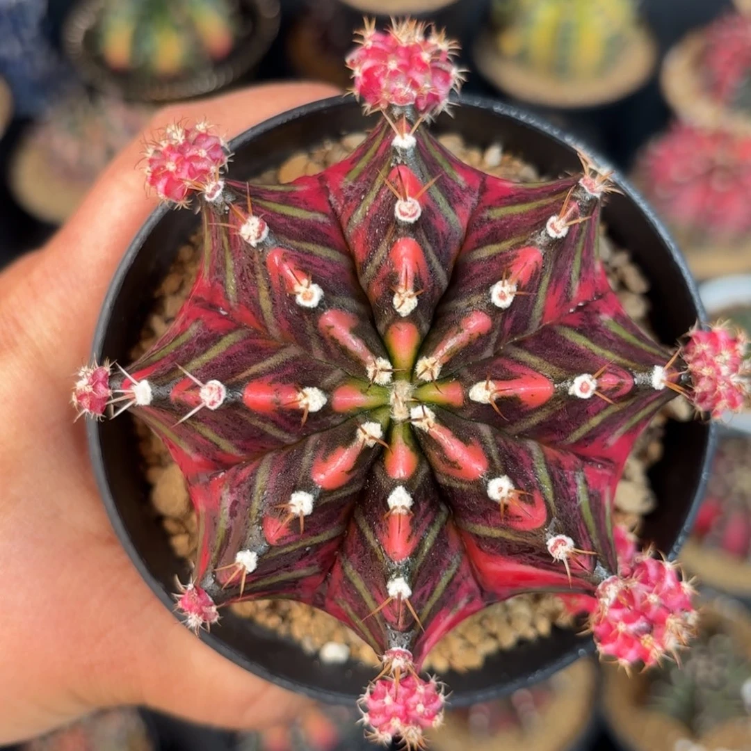 泰系米哈仙人球母本180