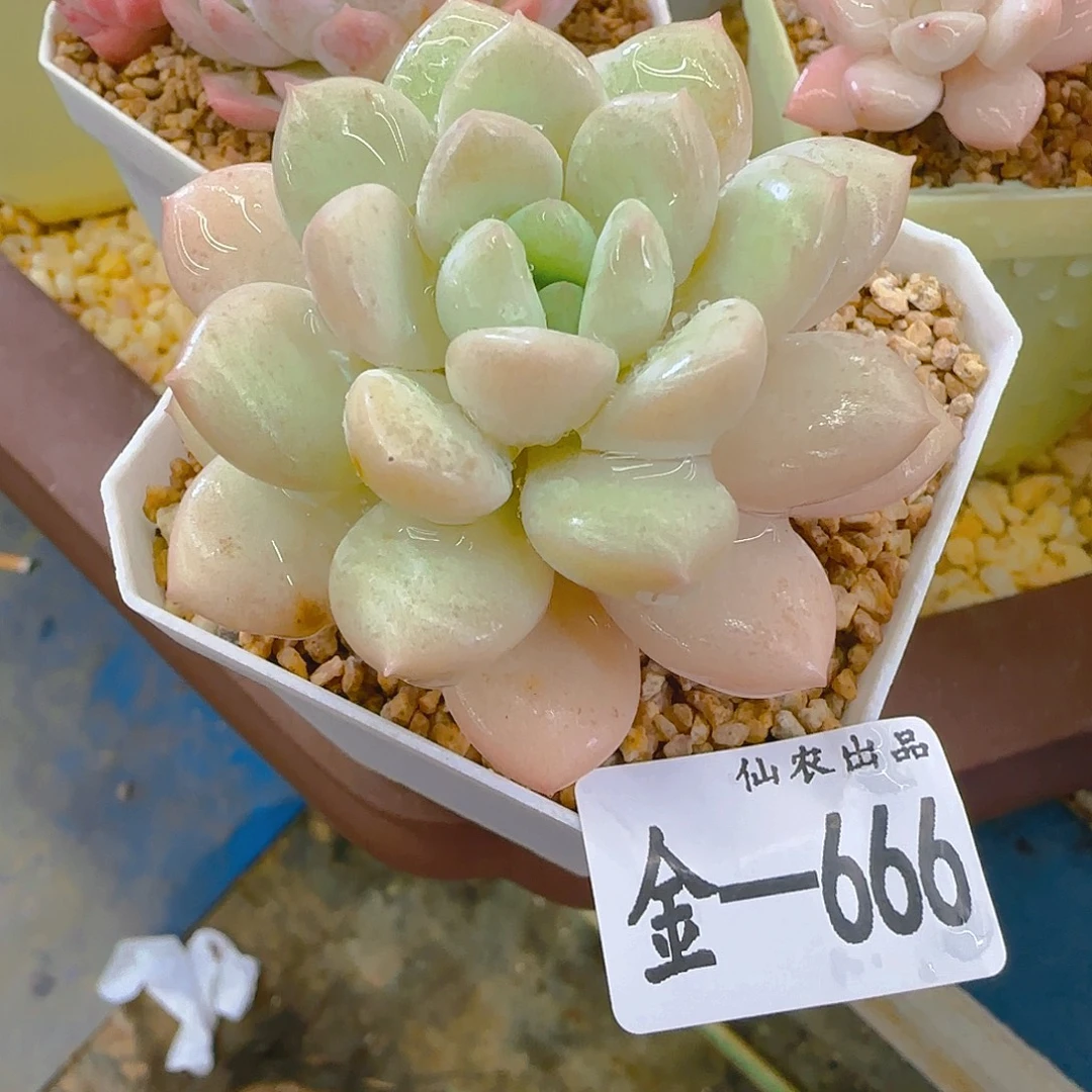 糖豆，666，仙农出品多肉