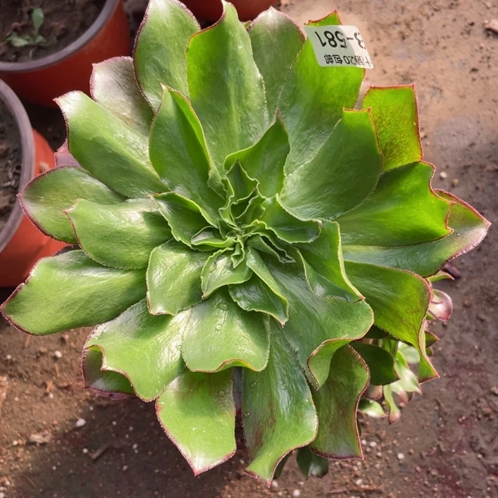 581魅影七彩多肉123446789