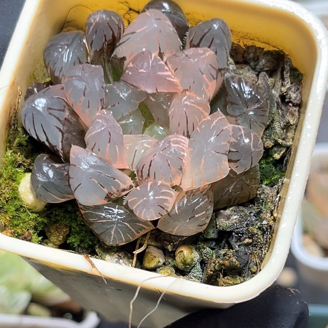 恭喜发财大吉大利3330