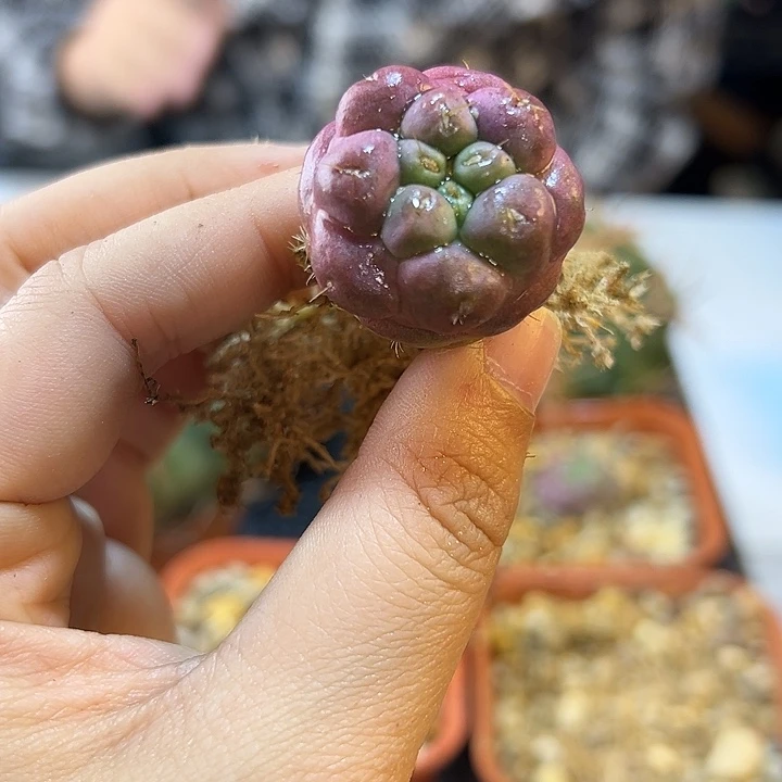 自根紫姬无刺象牙2.8公分