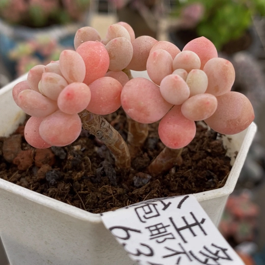 635鱼子酱5cm多肉