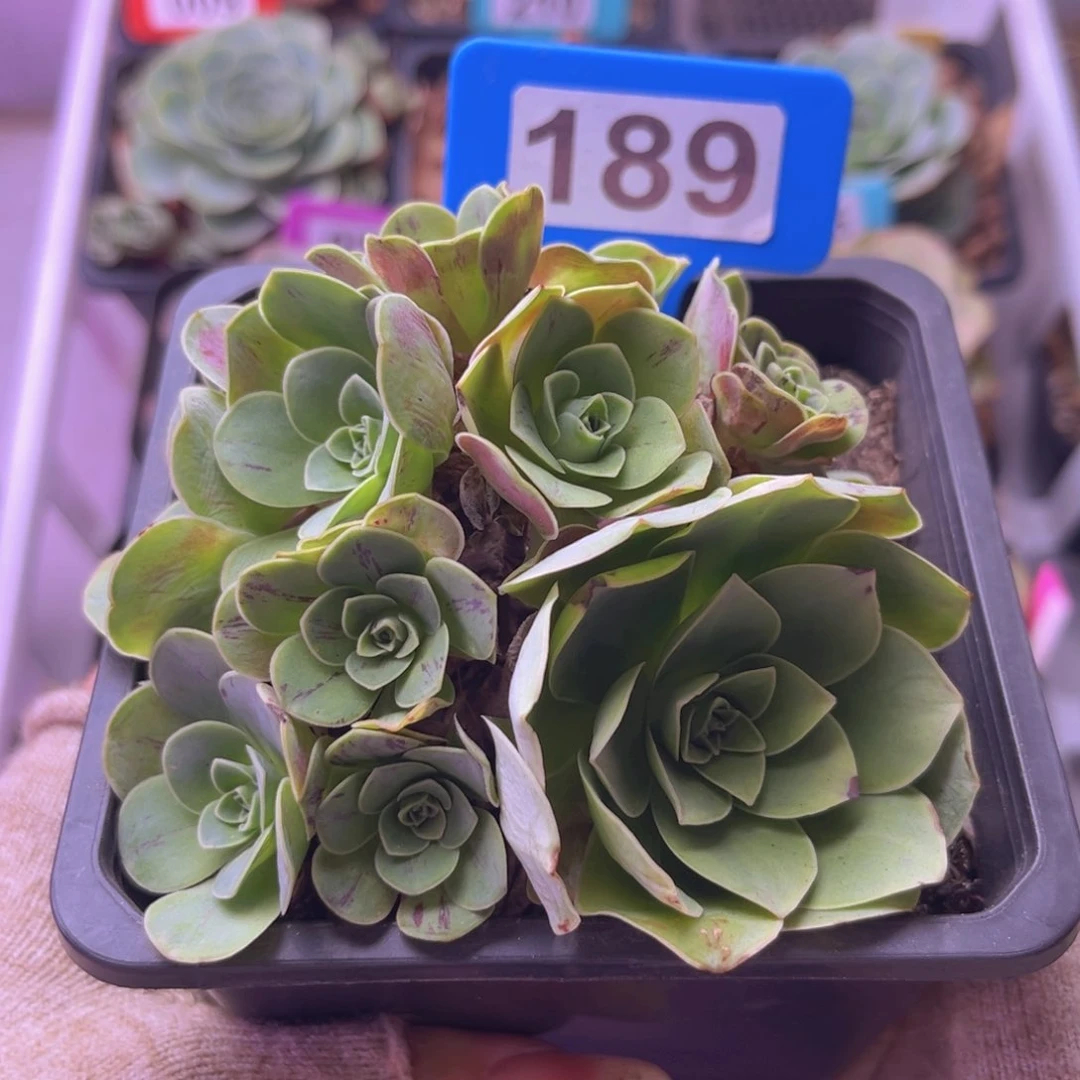 k**a琉璃玫瑰捧花一物一拍189
