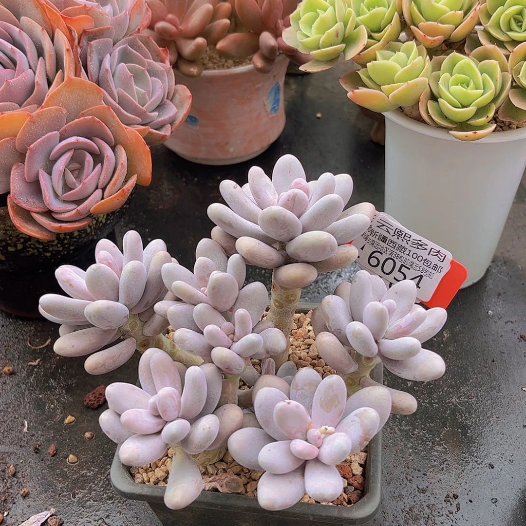 6054奶酪 多肉植物