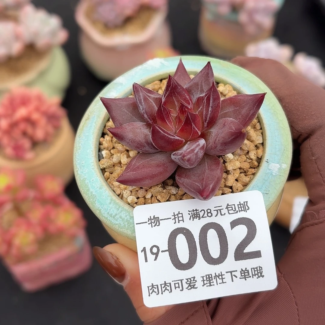 墨韵无盆土发货无无