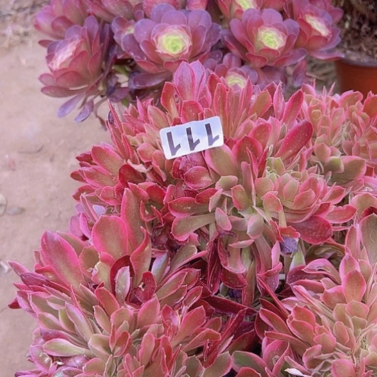 用****5多肉植物一个