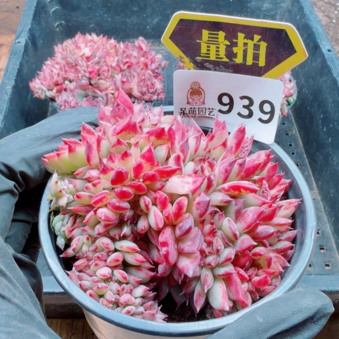 多肉植物多肉植物