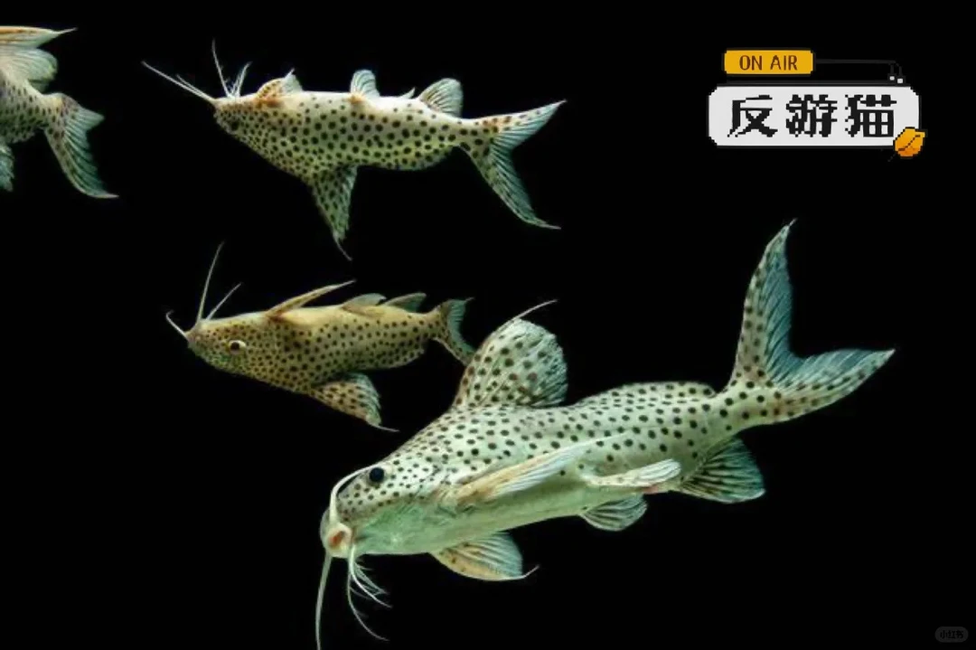 反游猫鱼肚子朝天游观赏鱼