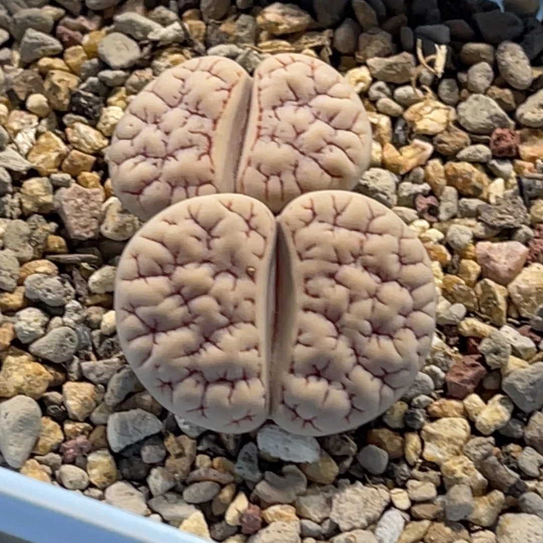 0403双头白底红粗纹189