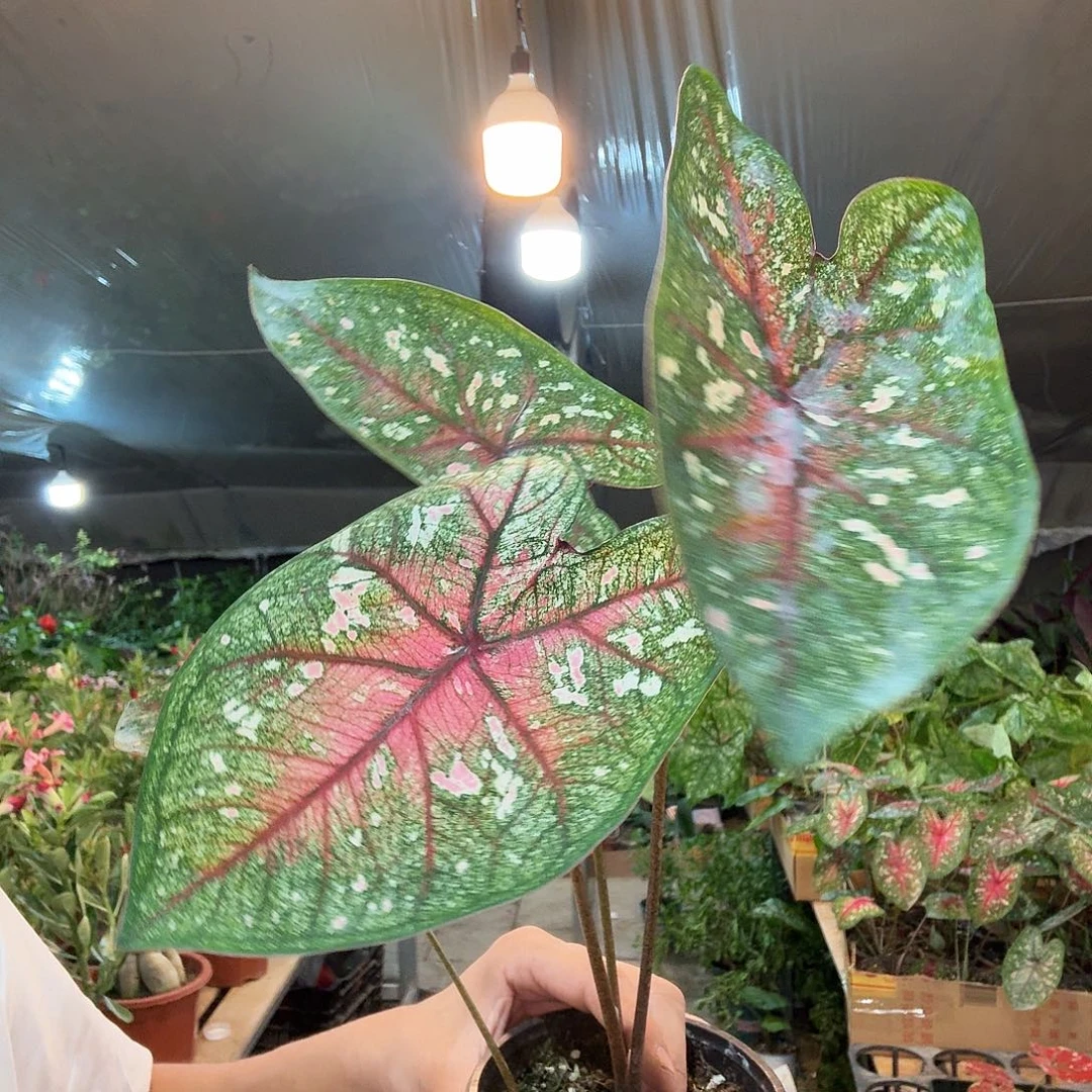 完全开放夏日微风彩叶芋一棵