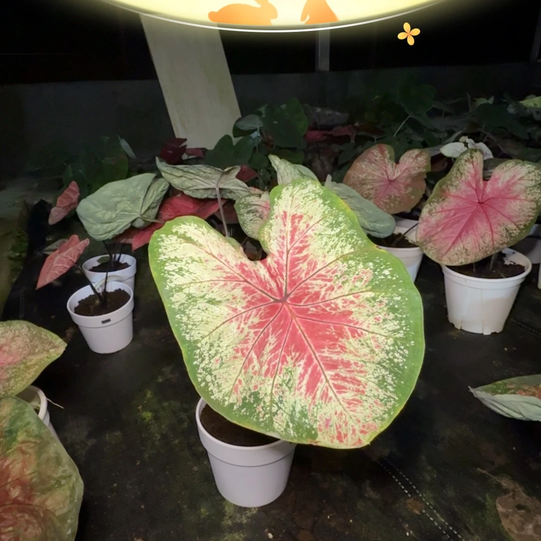 鬼***g无花朵海王   0024