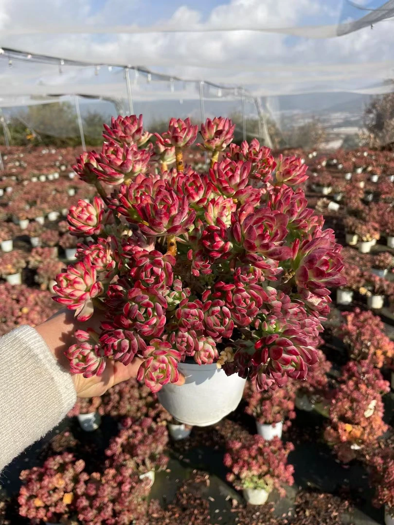 【超大沙漠红玫瑰】 六年老桩 新手 绿植盆栽多肉植物