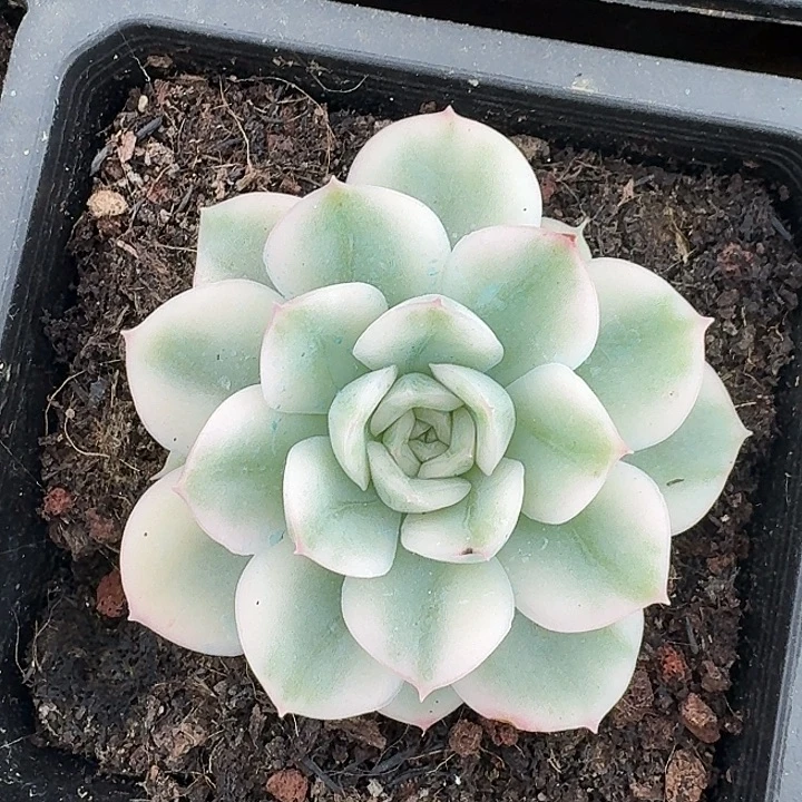 月亮仙子一物一拍