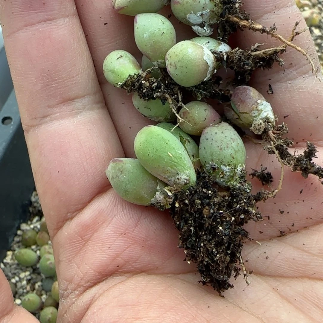 萼****）的个地方的饭吃