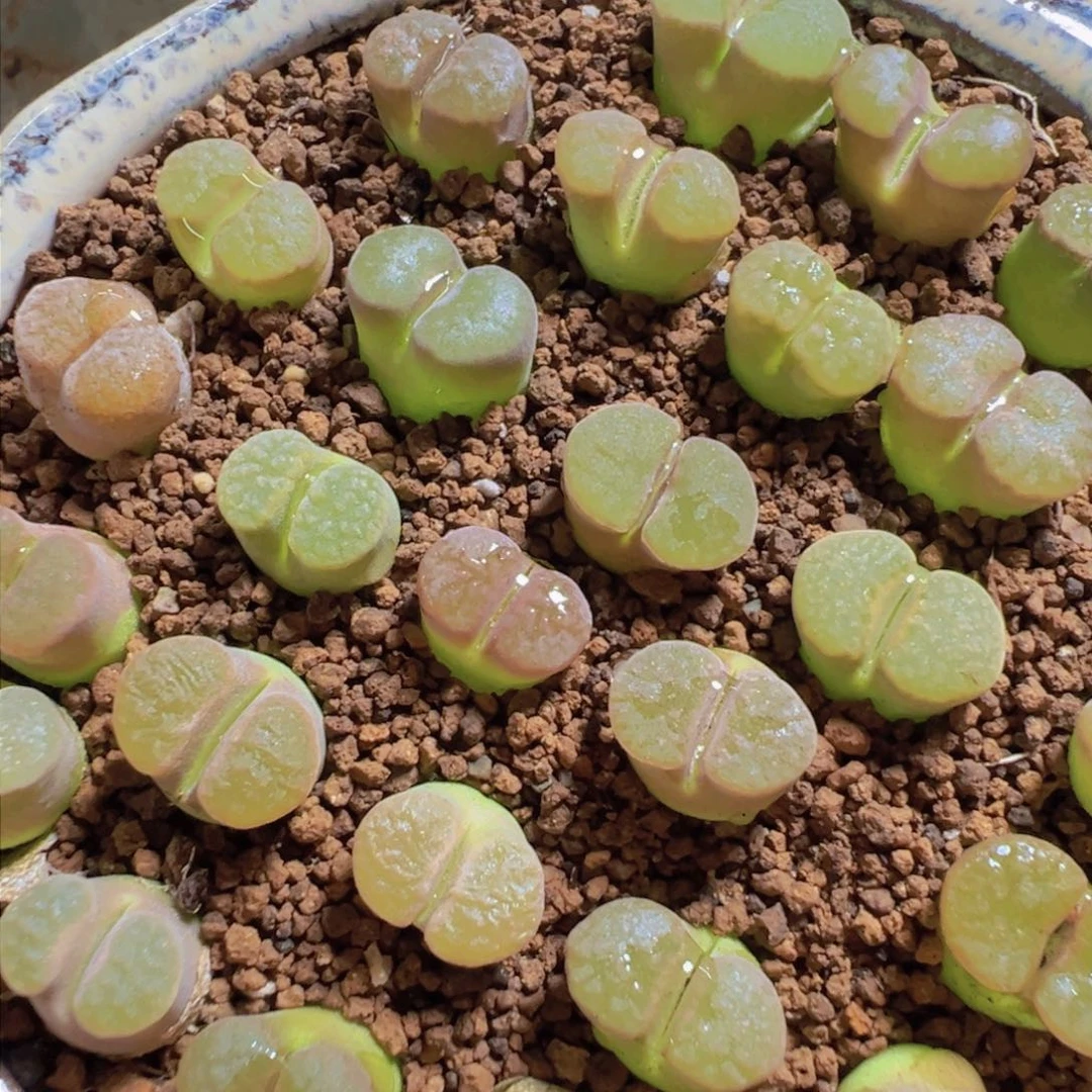 30-111量拍班克雪花磁铁风铃3颗。多肉