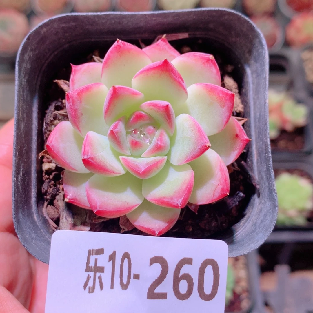 乐然10-260 新品单头