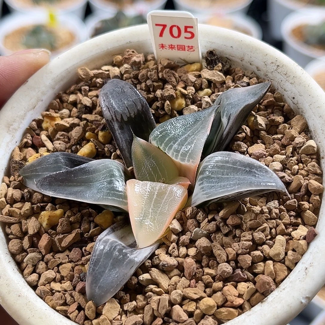 708裹实生克锦福利福利