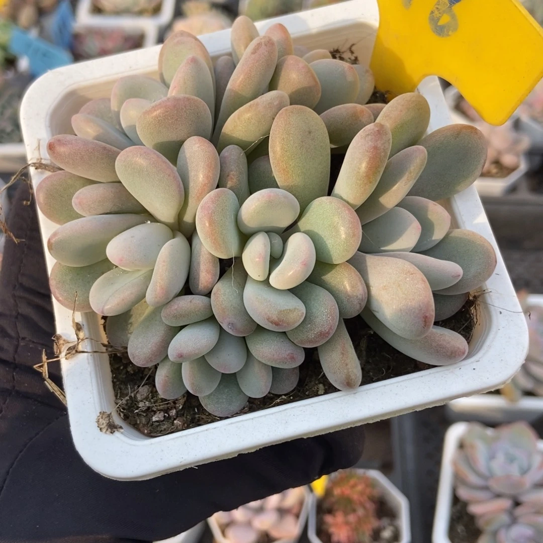 916六头粉兔多肉植物
