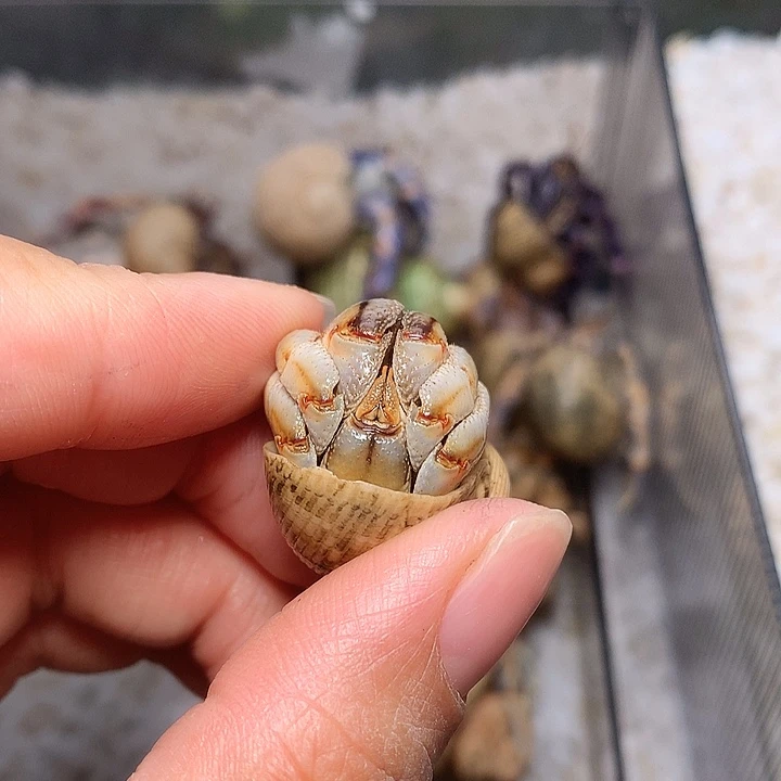 1.9口径奔跑的寄居蟹26号
