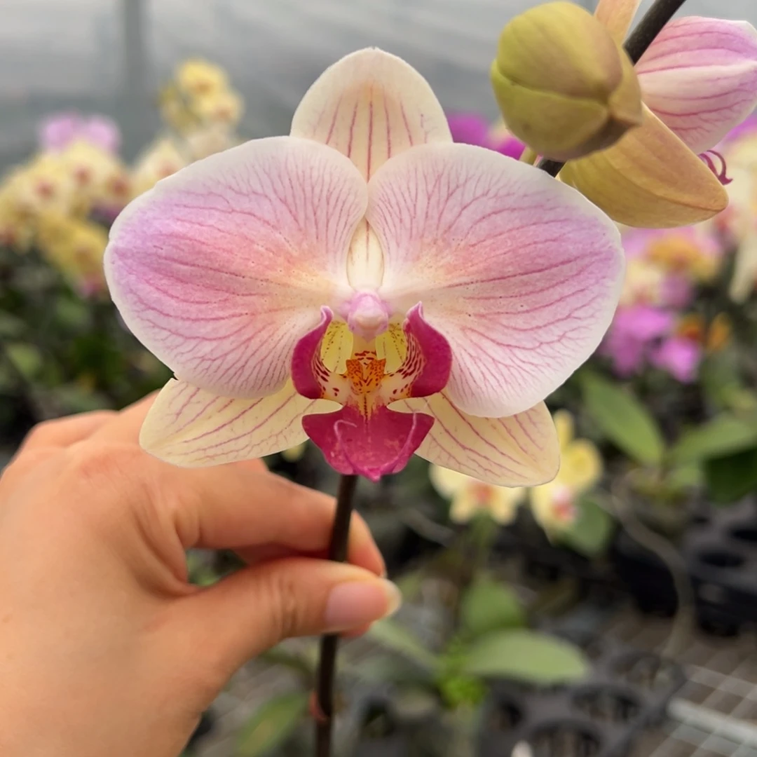 完全开放M208 剪梗