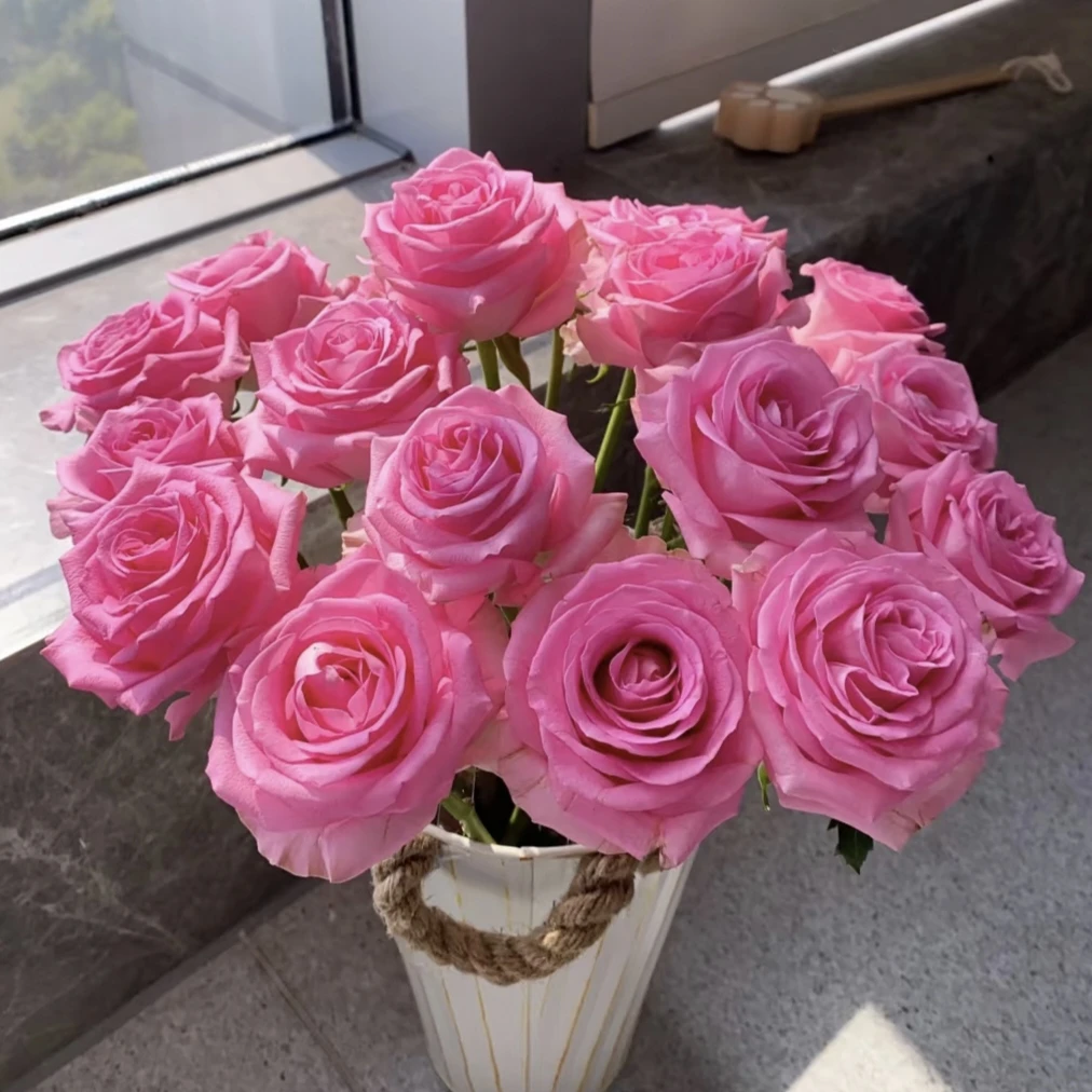 20枝苏醒单头玫瑰【两单顺丰冷链或京东快递】云南鲜花玫瑰