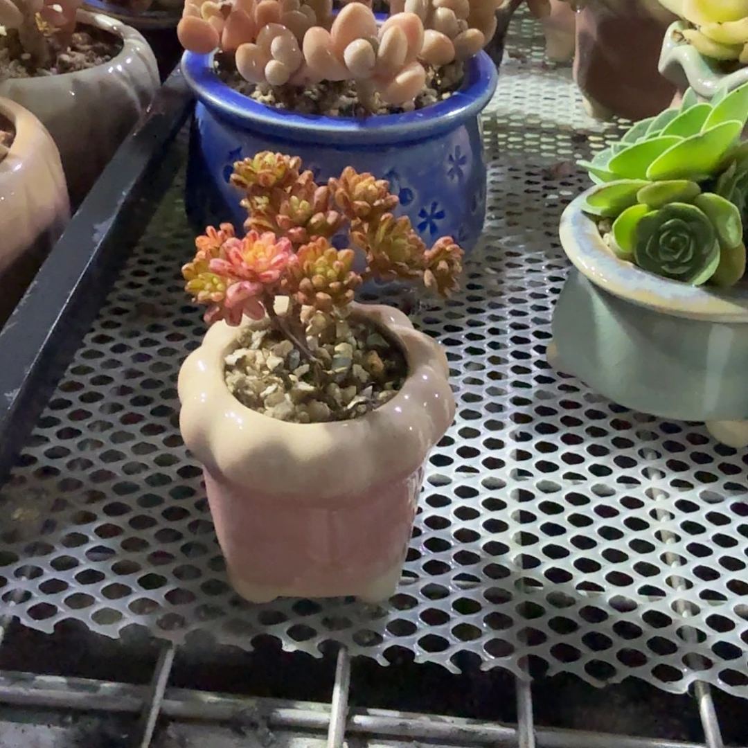 小人姬锦带盆多肉