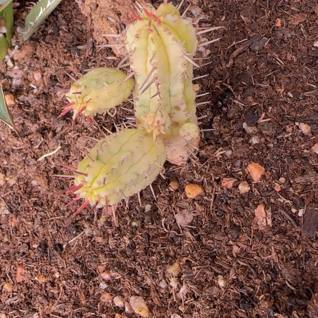 幽*块根植物块根植物