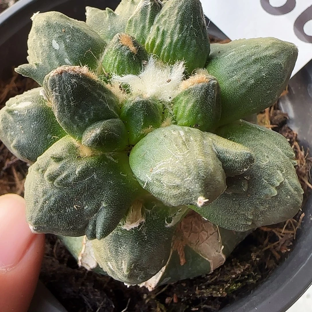 叉尤236仙人球开花啦