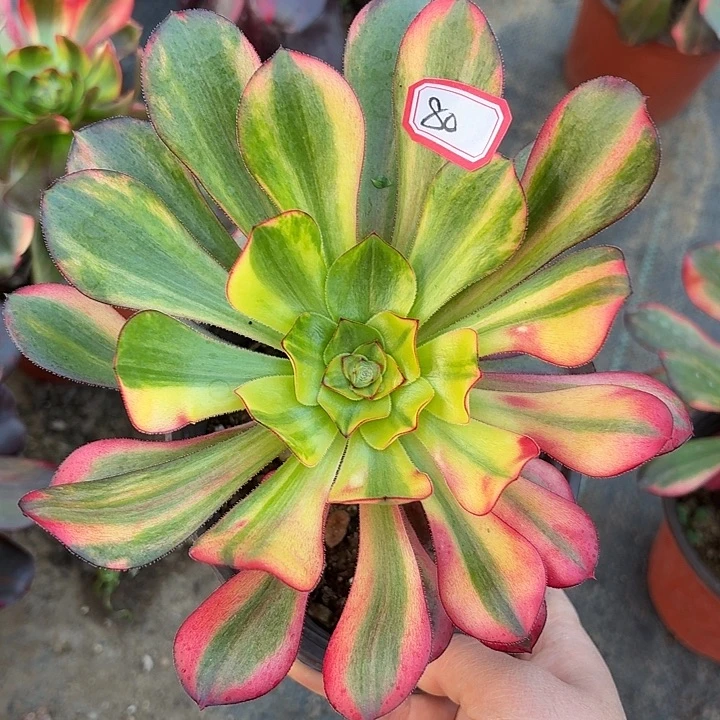 巫毒七彩80多肉植物