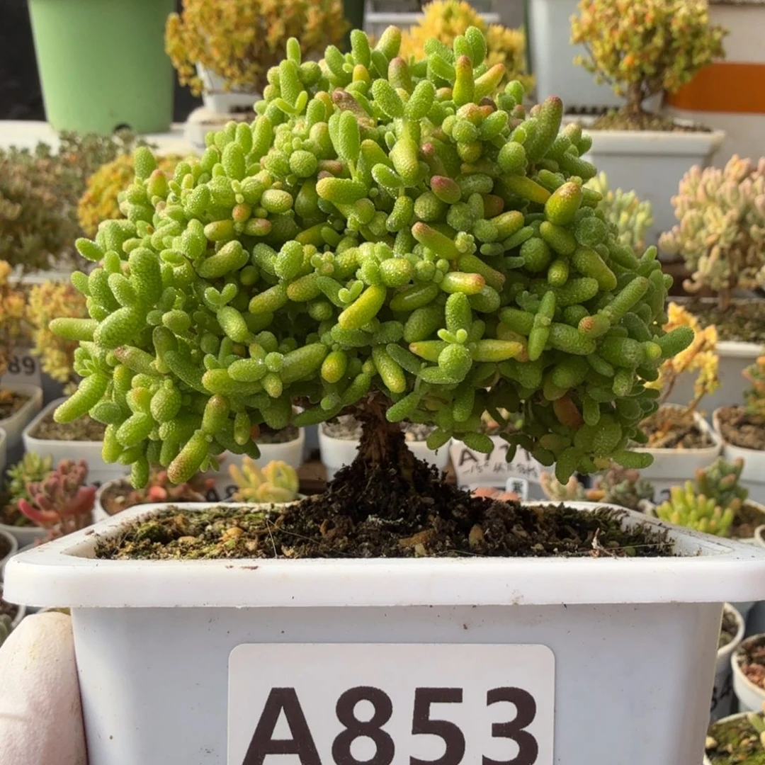 A853蜜橘糖球尺寸10厘米