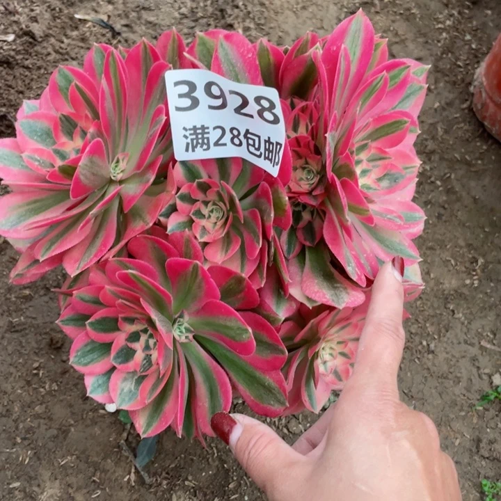 3928一号棚女巫多肉植物C